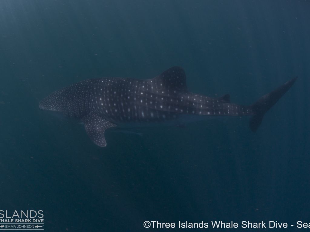 8d9f0a94-3966-4458-8063-704d00f9f0cd