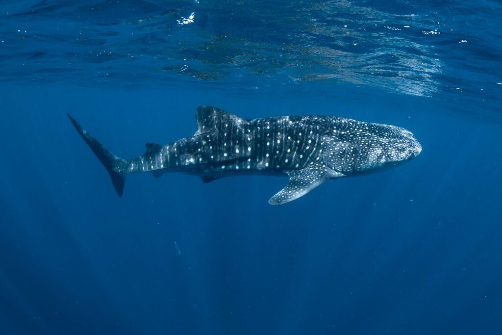 a63cefc2-6570-4678-8b9a-c7338d88bbd9