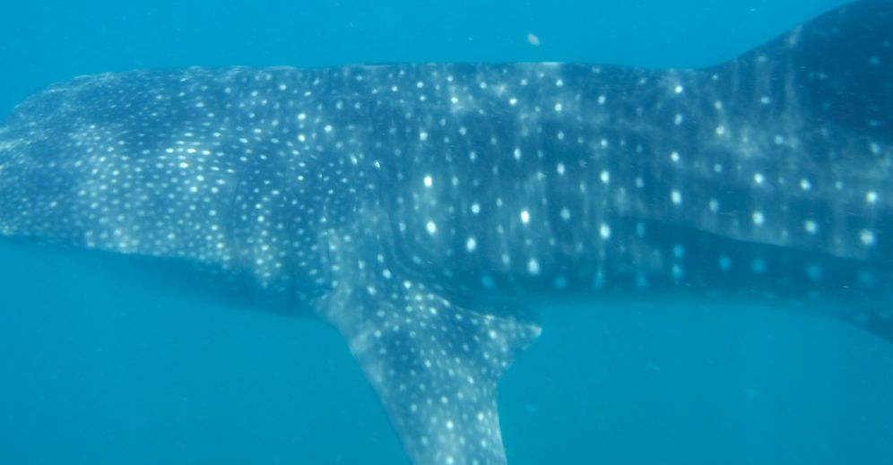 5f57a977-db00-4597-8b6e-801c839e5d27