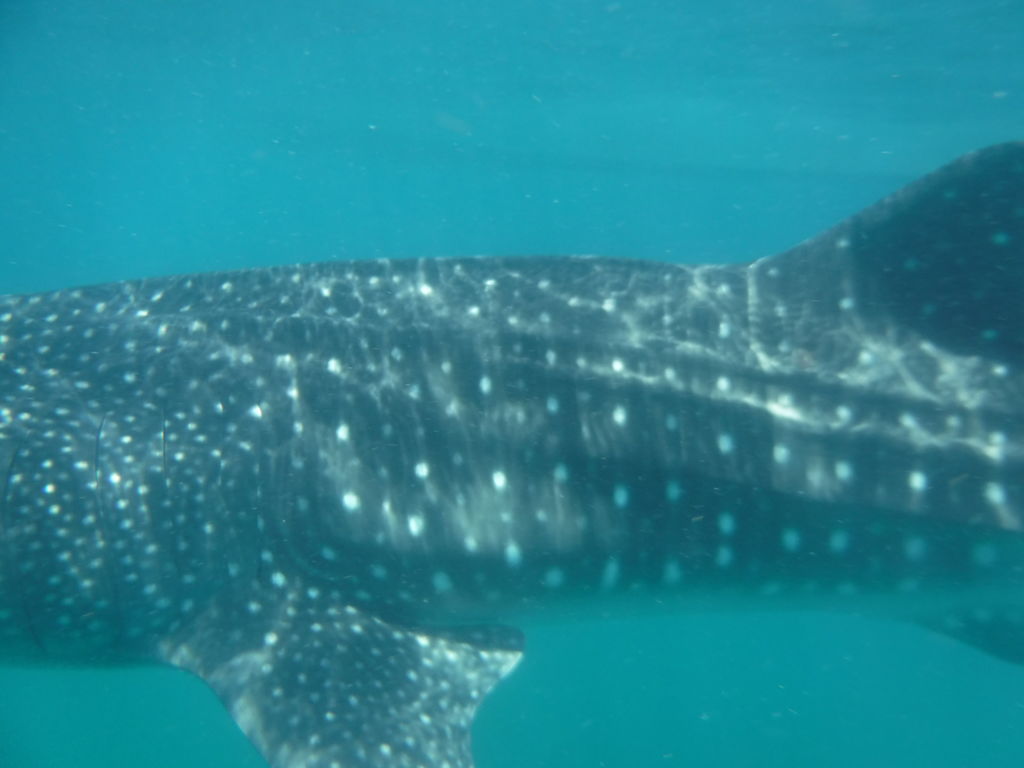 5f57a977-db00-4597-8b6e-801c839e5d27