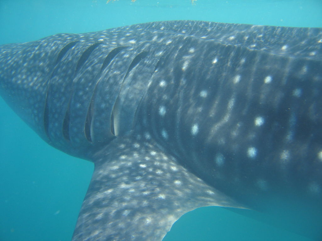 0ec20442-a86d-4c1d-bc6a-1919b479df15