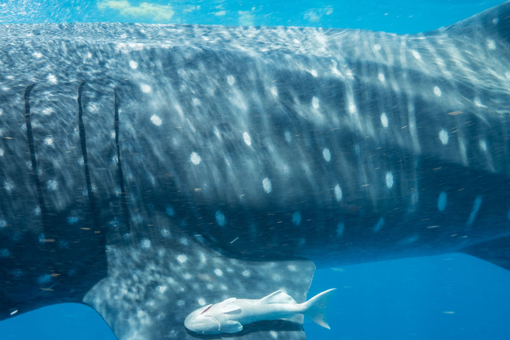 e8ec44cd-6e1f-4385-bd60-7ef01bb61d60