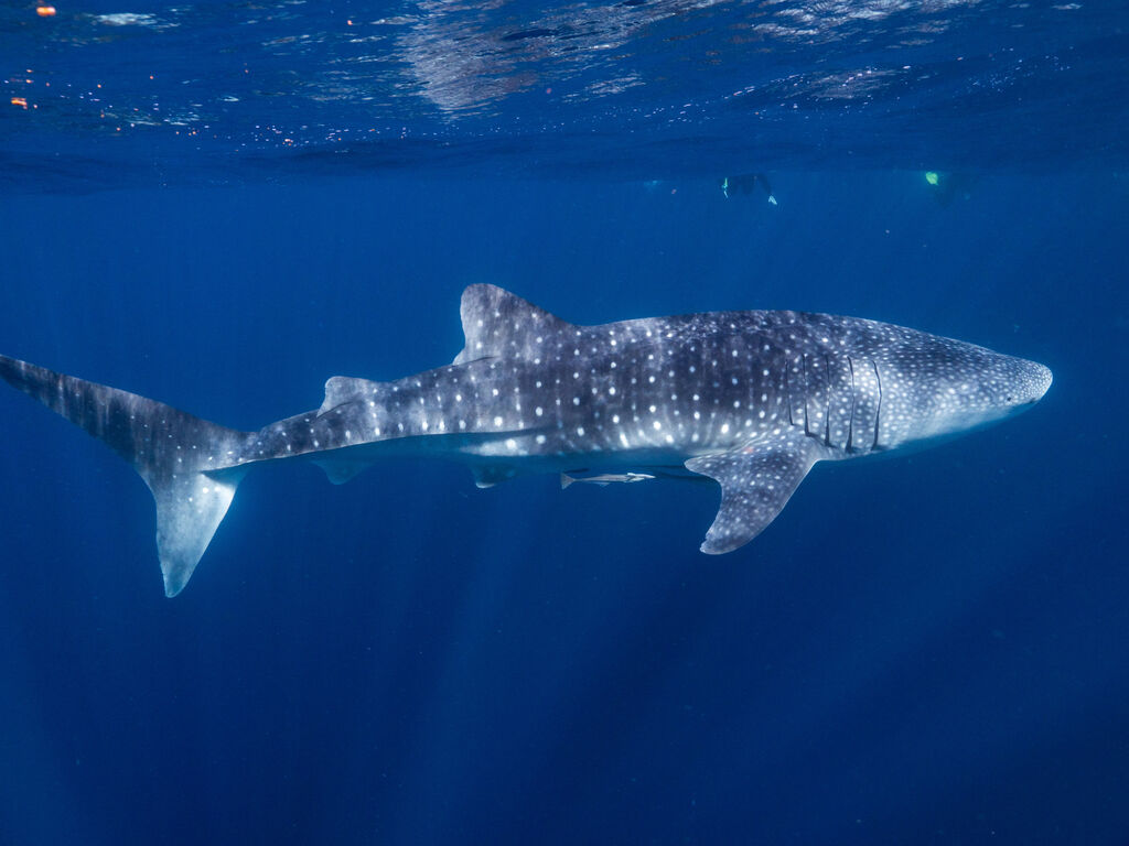 118a3632-1fde-47e6-b9d2-859e1f9b9d8d