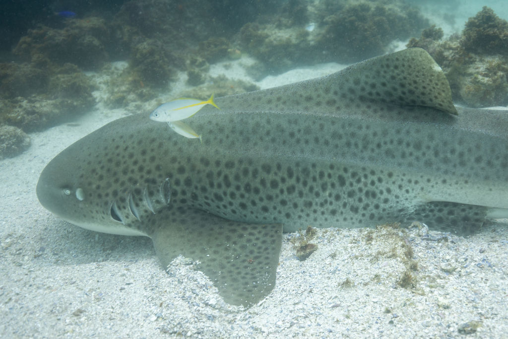 a62dc779-4720-4379-9956-9be28e2e9720