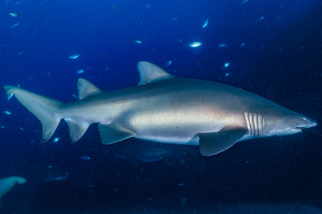 f7f04bb8-f635-4b22-b124-7df19654ddd7