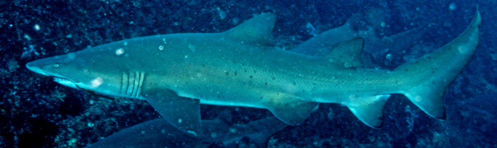 e5988c6f-86e6-405f-b951-07277ebc93f1