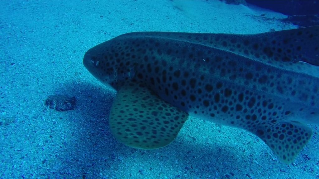 cab51460-66e0-4ead-9b55-61eeeb0a2f95