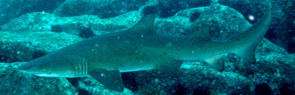 63a3615b-13b1-4483-9960-3b8786ff907a