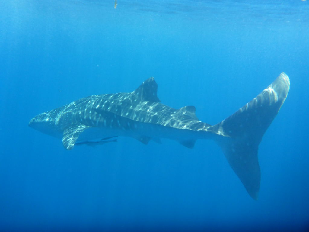 d702ae0b-4ad2-47ad-9e13-2872706b0bbc