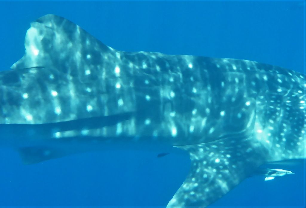 d702ae0b-4ad2-47ad-9e13-2872706b0bbc