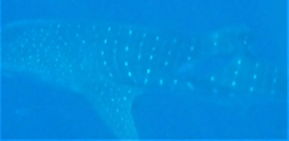 d702ae0b-4ad2-47ad-9e13-2872706b0bbc