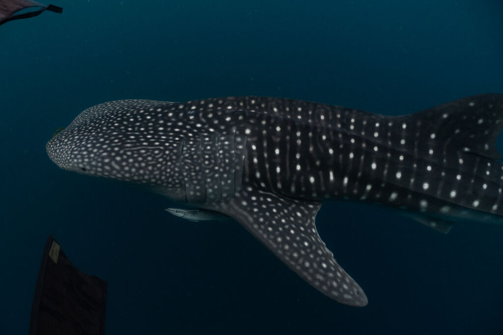 dbe325c9-280c-4022-9085-63959c970a3a