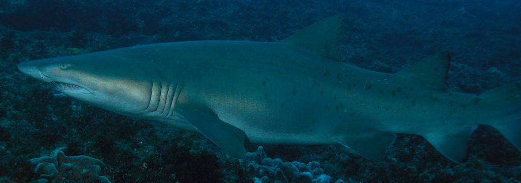 632c4302-d2e7-4e9d-ab43-0ce2f460056f