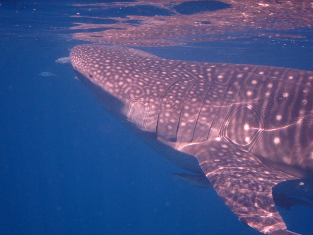 03ec522c-0e6c-4aa7-8d98-2c8b42204187