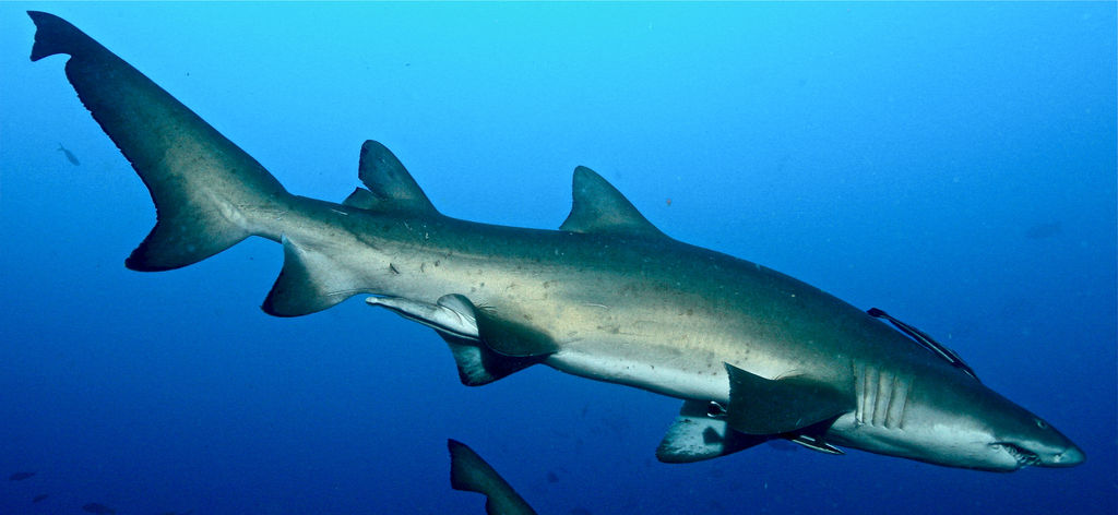 ba29362f-682d-41d0-bf89-715f5252bf56