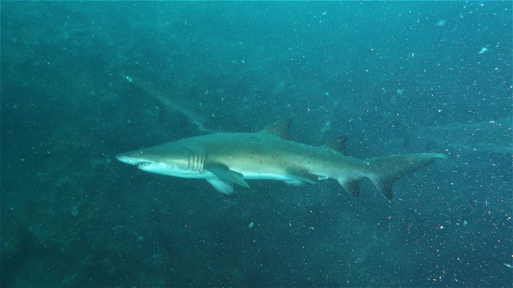 d0b9235b-d6af-4c61-8271-115a5283e1cc