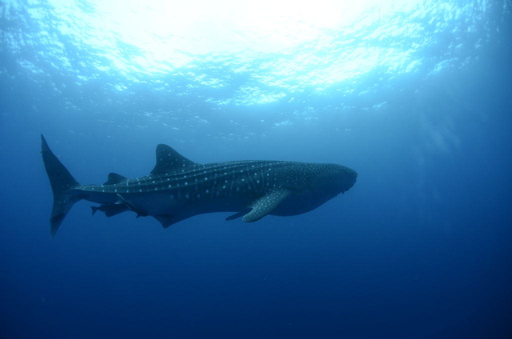 1c6a7d99-928f-4425-9026-f45afd3414e8