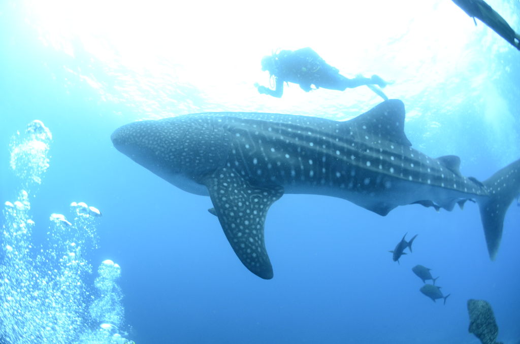 1c6a7d99-928f-4425-9026-f45afd3414e8