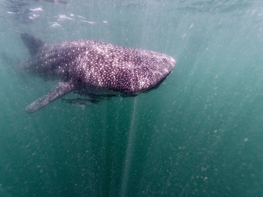 d586a740-aecf-4278-aedf-addf3cb6ed88