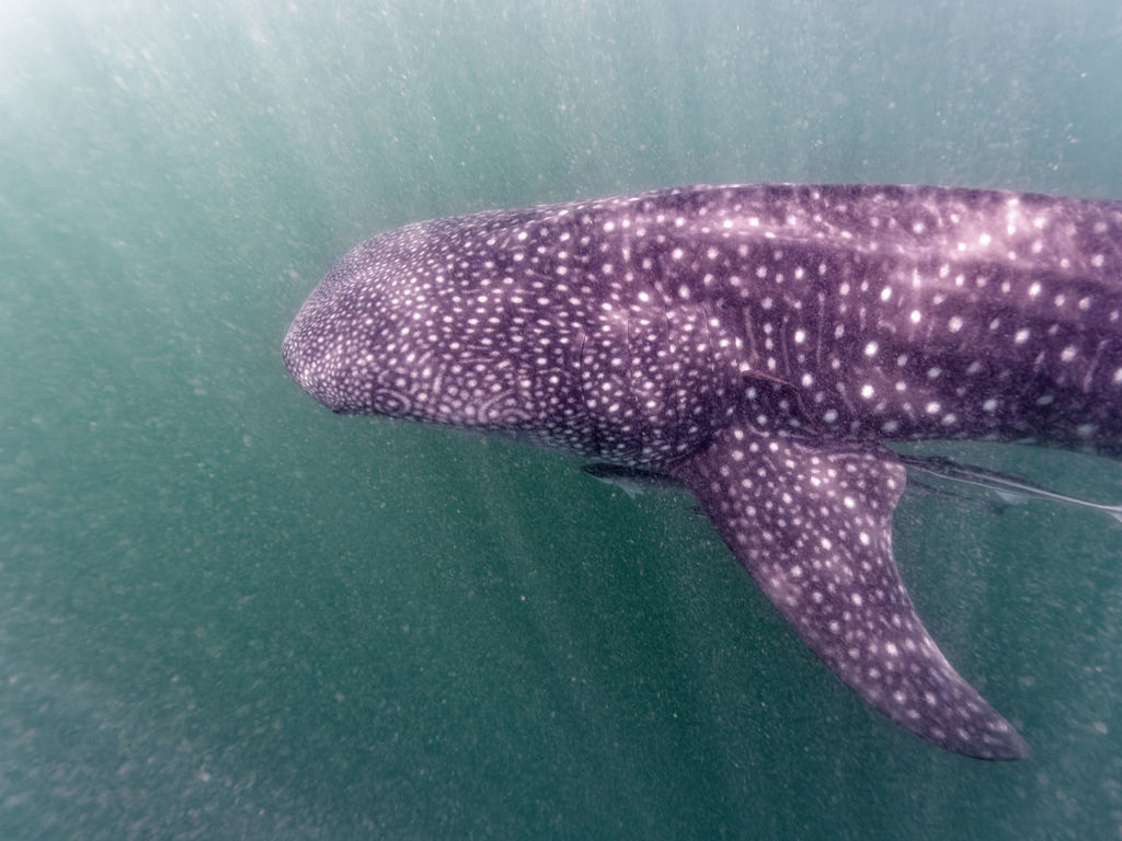 d586a740-aecf-4278-aedf-addf3cb6ed88