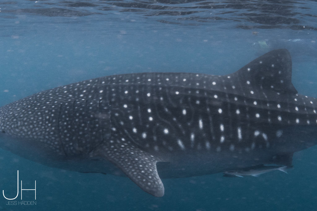 9cb3eb86-7403-41f1-acfa-f1e6e7014e21