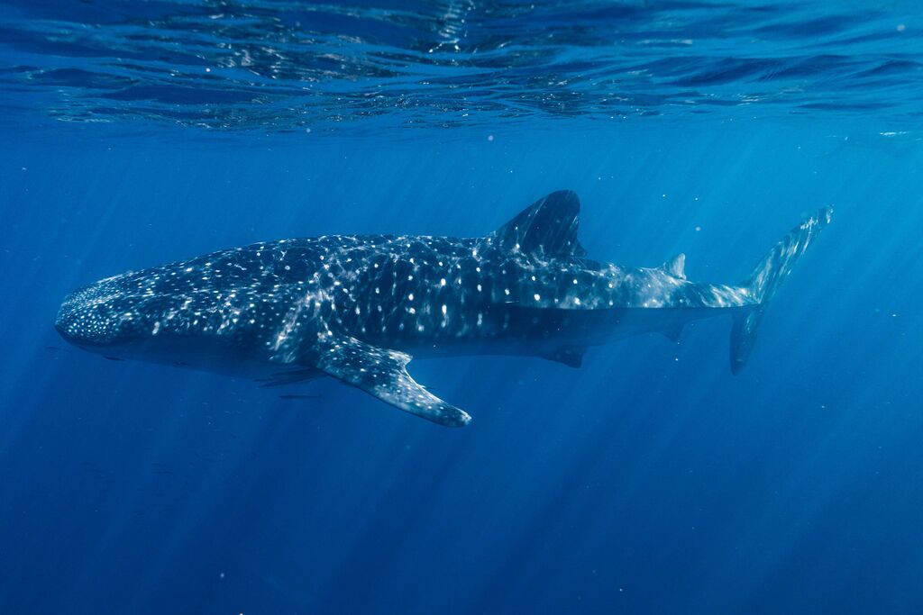 0e61075b-4489-4b72-8969-488478796f7a