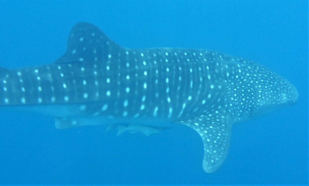 91ea6c66-fa61-42ea-917f-b435dd559ae6