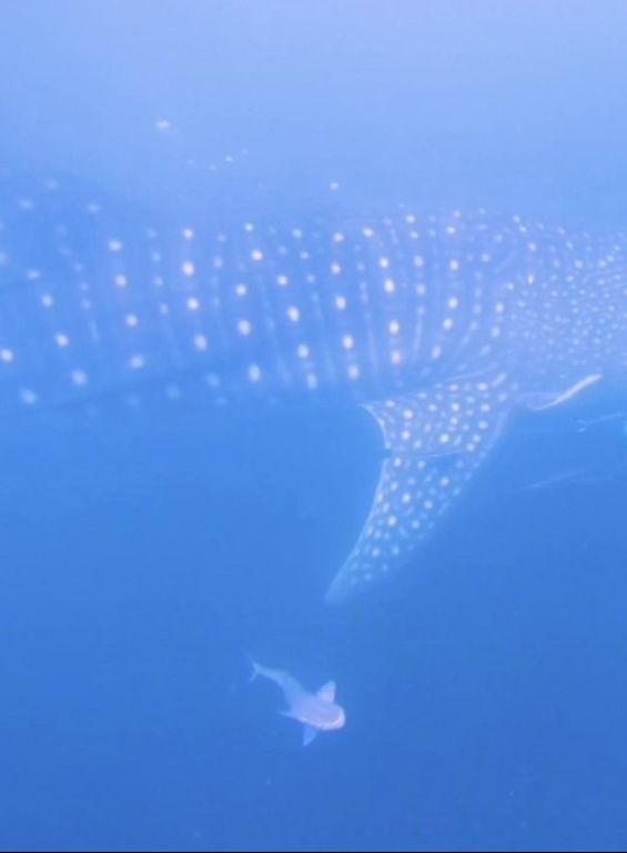 6f1d2a5f-3b88-48b5-9fed-6ae9ef30275c