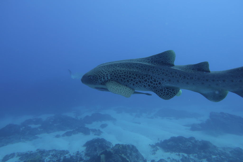 fc3334fe-ebaa-4db1-bf5b-467764eec63d