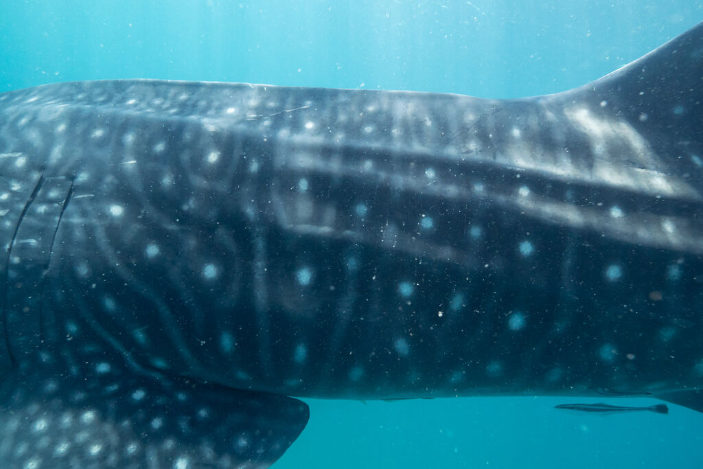 2d76ea4a-7931-418a-afcc-dbd03f8cc1e8