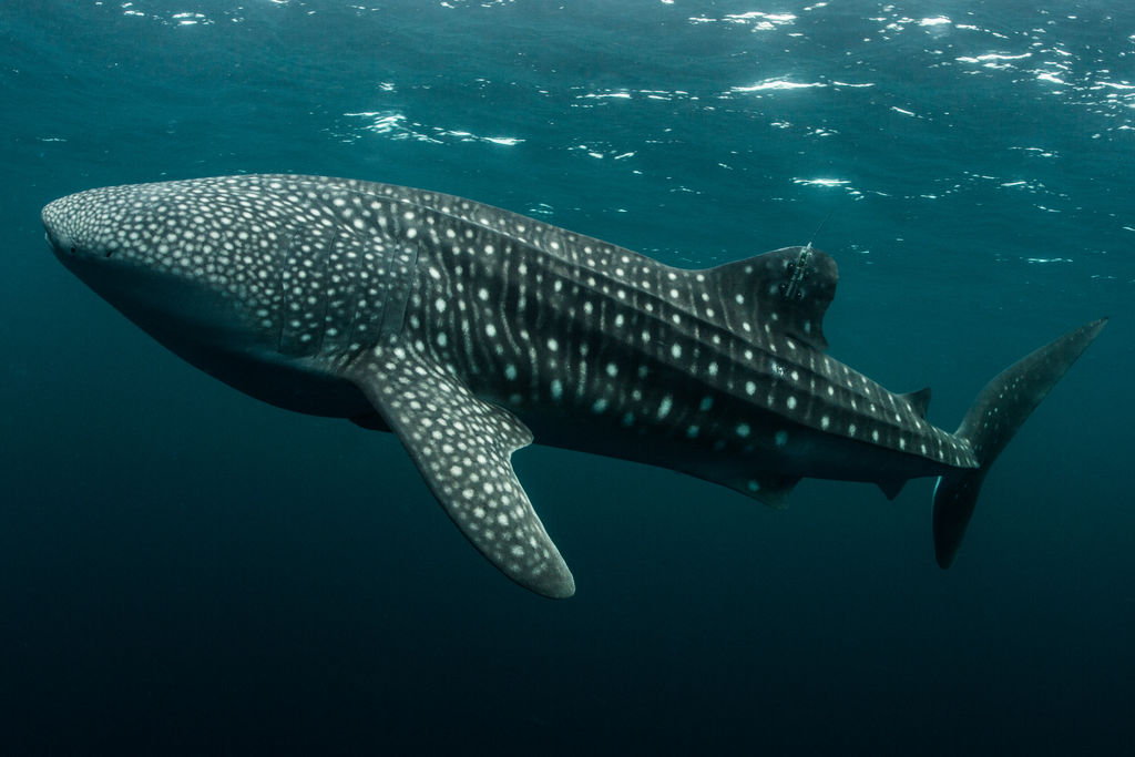 afc109e8-d619-47c1-b694-4571b6cc6f94