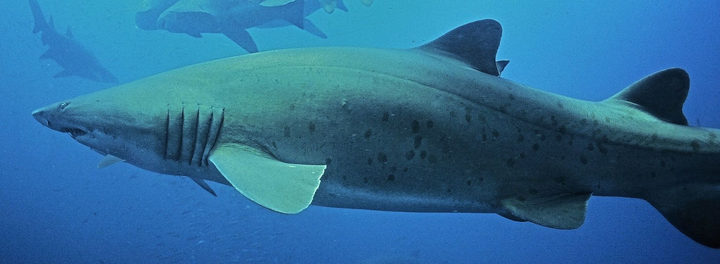 9d96d1c3-3419-412b-bc9d-97e1644b1220