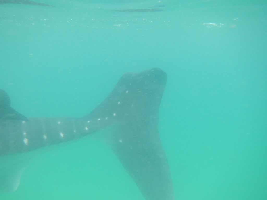 594bc352-78da-4bba-8c11-5f93c33c92d5