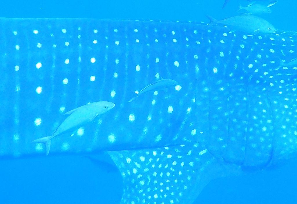 b582fa71-1aea-4ffd-add1-75a87b31f2bc