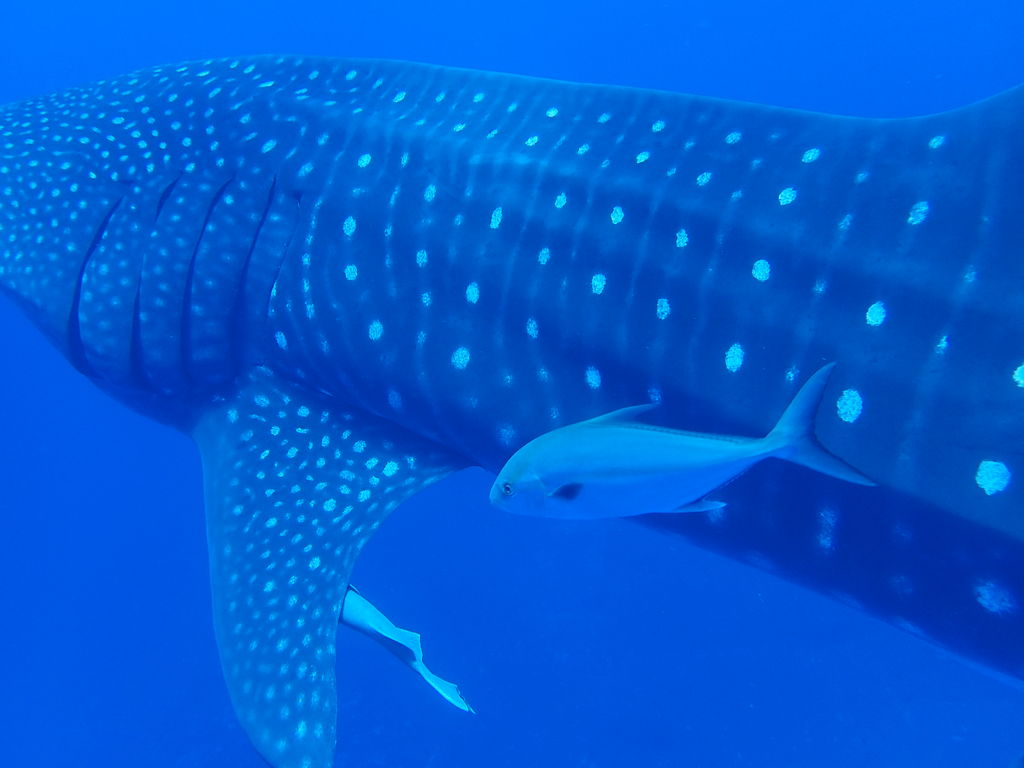 b582fa71-1aea-4ffd-add1-75a87b31f2bc