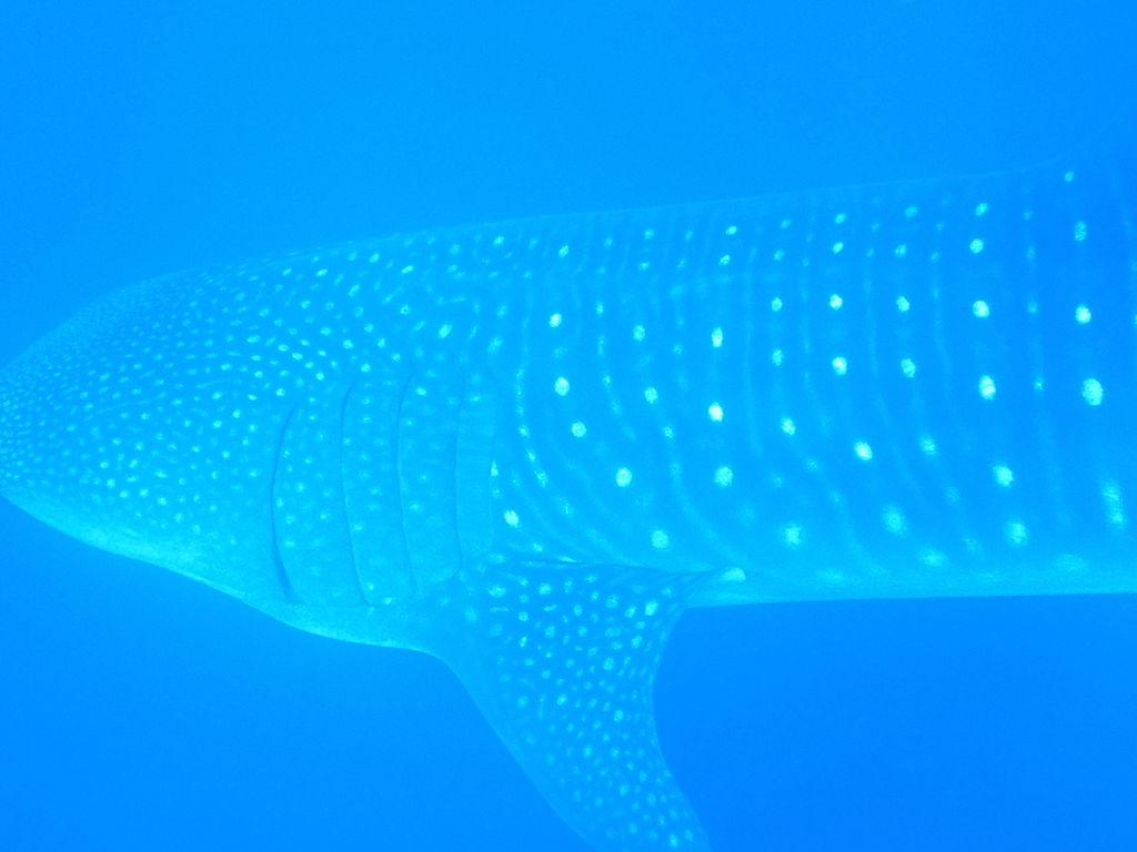 b582fa71-1aea-4ffd-add1-75a87b31f2bc