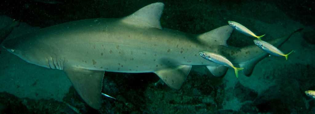 54579fd5-d58d-4f1d-8db1-9a6f9d5297d7