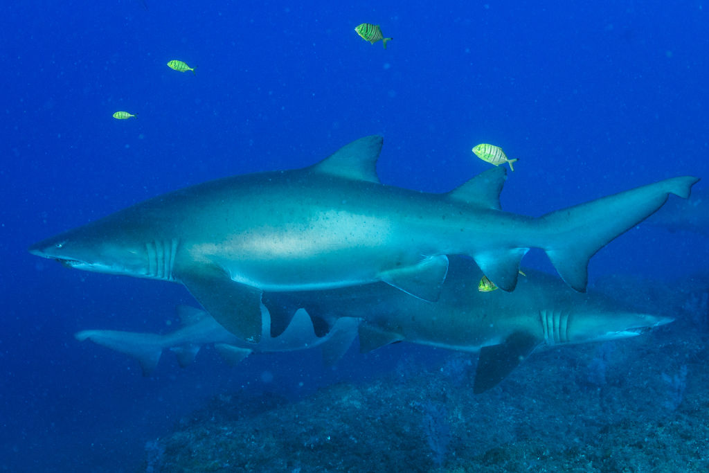 e0edde22-882f-4622-8f95-46882ceadcfe