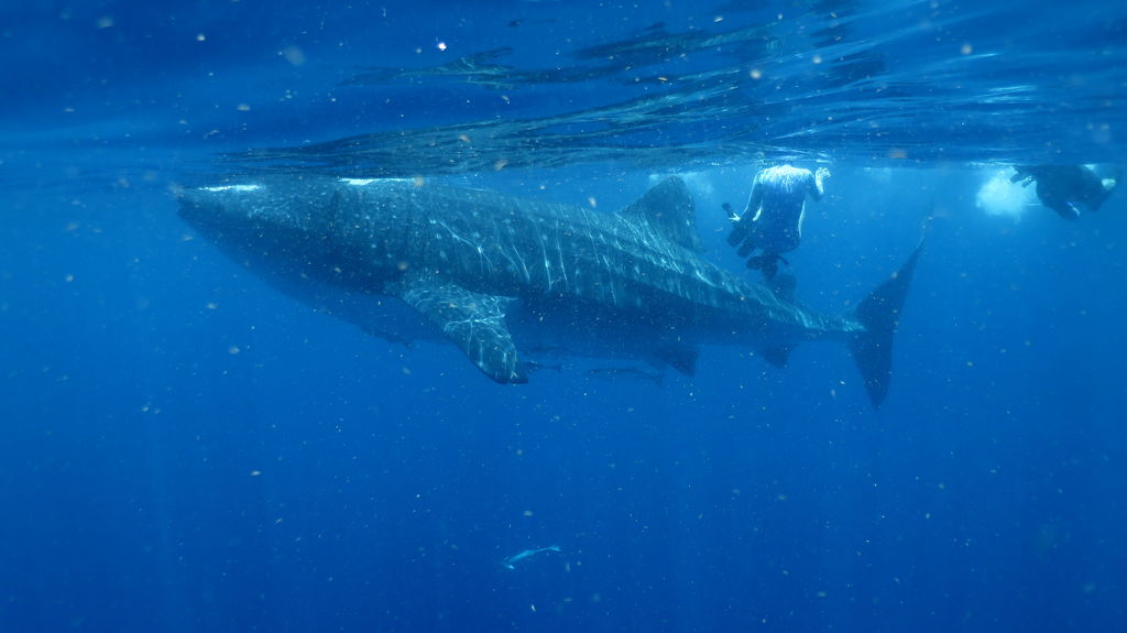 a6df80b9-c239-4bf8-a4c1-1a86412a1d1c