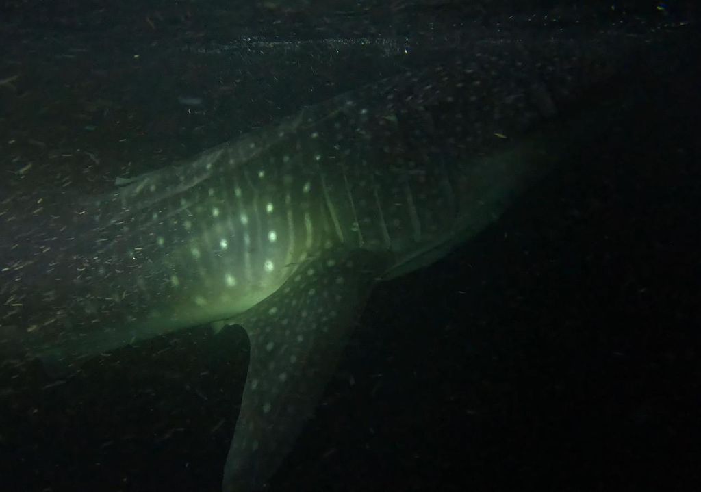 5553b0da-c886-453a-8ba8-605fa39d0c83