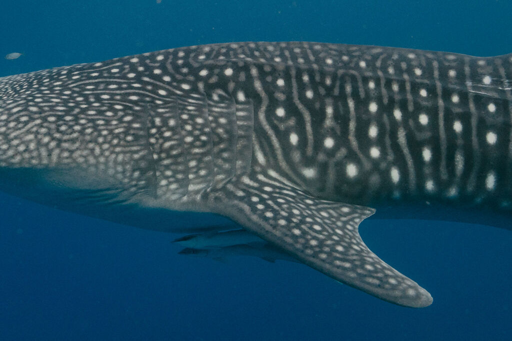 27a846f0-d4d9-4f7f-be51-7b3e8be7f054