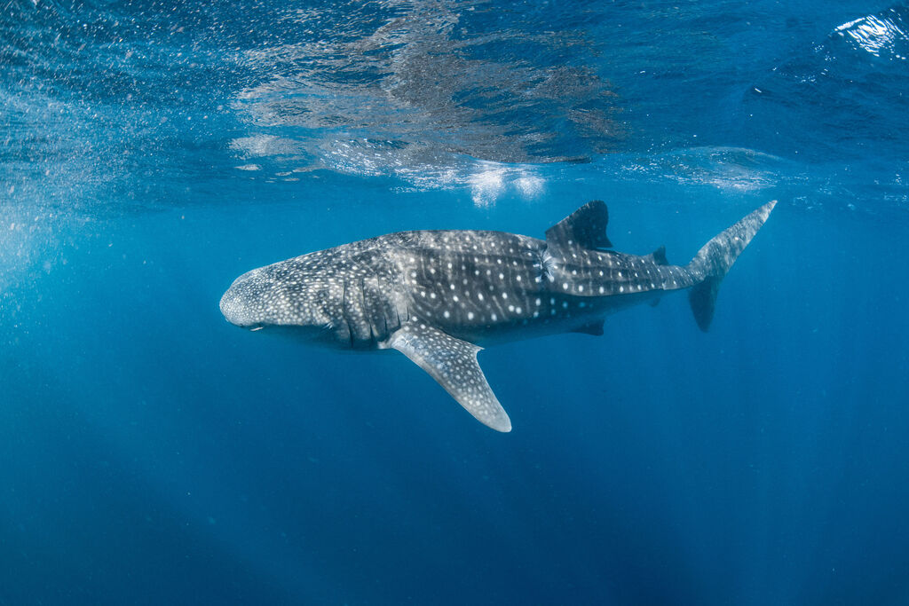 b096664e-c8f4-43fe-b02b-7df90c63ef23