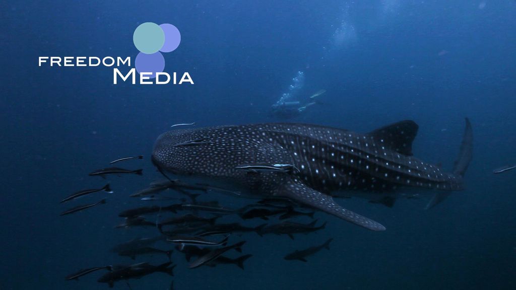 4c04bed6-e56b-4aba-a7a1-bc6408558f0b