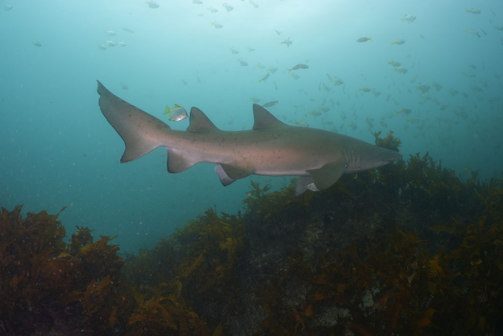 d0cb8777-efaa-4d47-8374-e8d200c84025