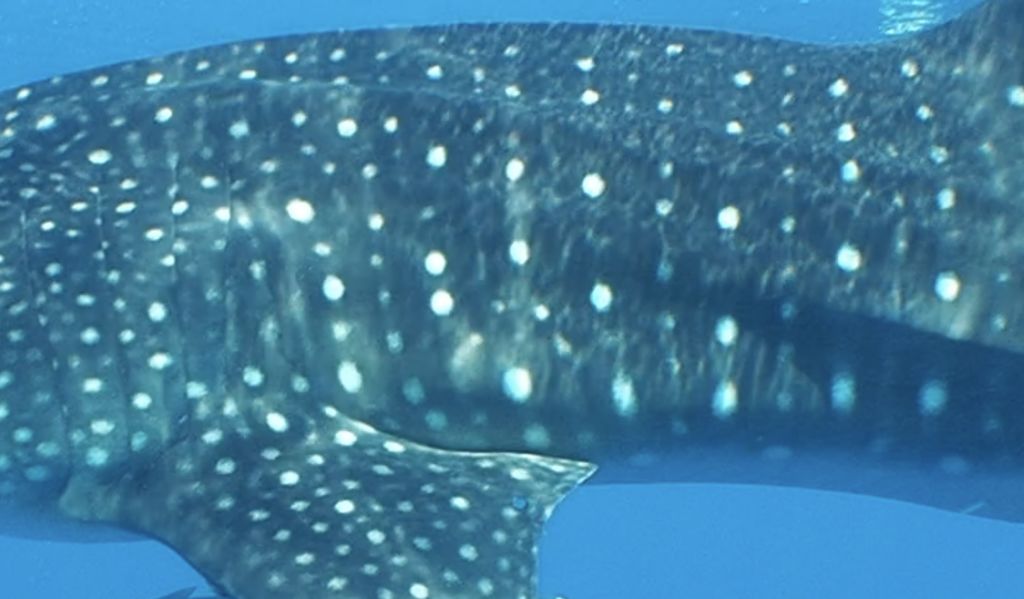 10e43eaa-038e-4ce7-8586-efcea8943002