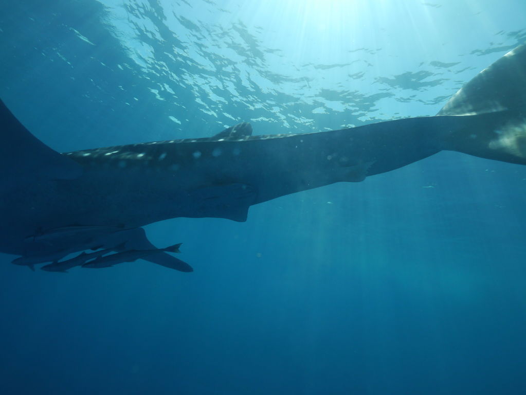 ba87658e-c8a5-4727-b3cd-d61ba1298391