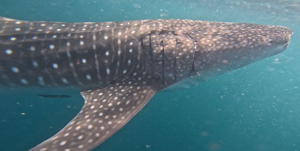 b31870c6-bb31-4dca-8763-85ab28aef210