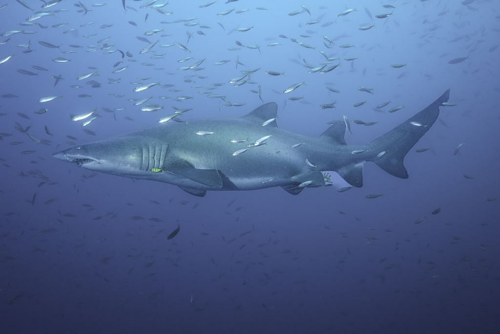 a482a28c-0bf0-49a3-a096-8ecdcc1ef88b