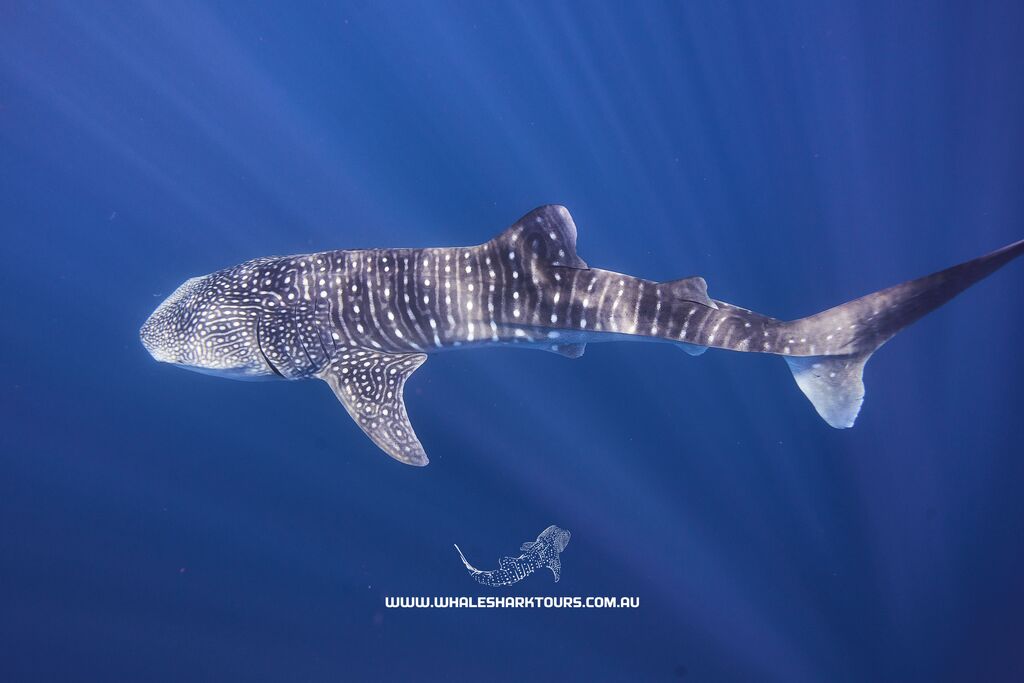 d1385dbf-116a-433d-8e4d-ab50a0a844b2