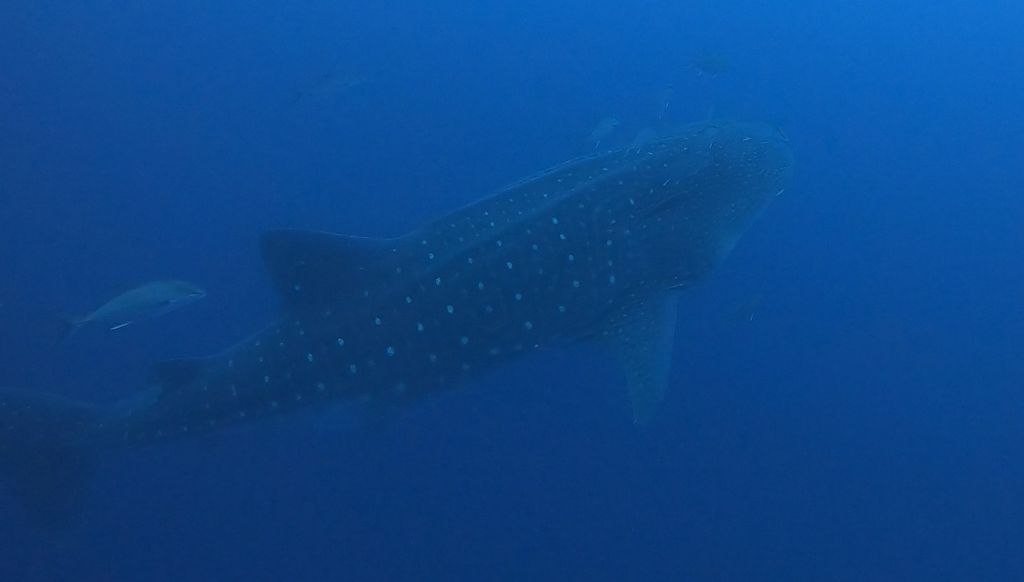 02bdf9e8-38c0-440f-a3fe-f61bca05eb08